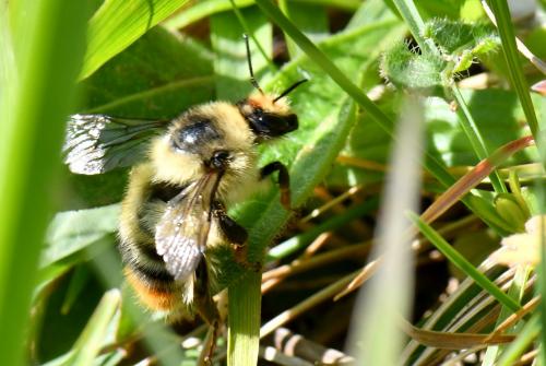 Réf. 251 933 : Bombus sylvarum